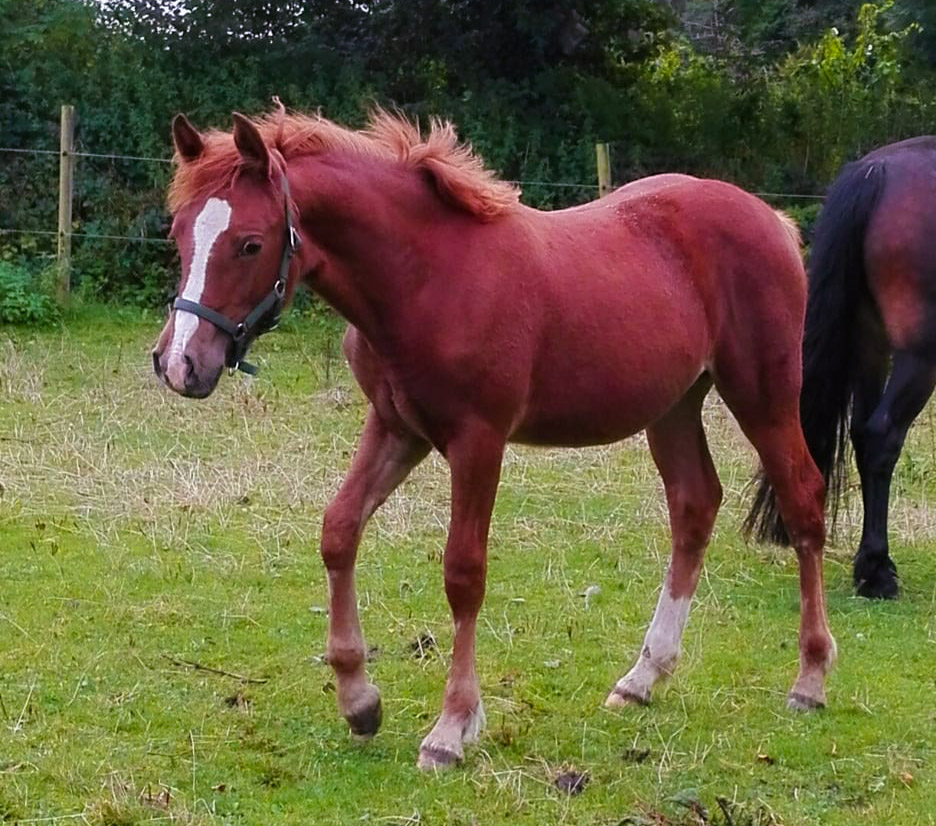 Fohlen auf einer Weide